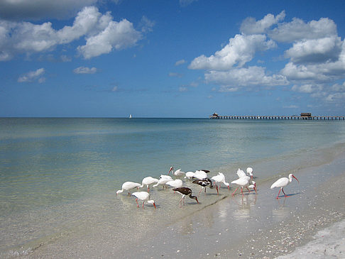 Foto Vögel am Strand