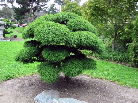 Golden Gate Park mit Botanischen Garten